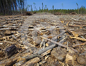 Logging aftermath in Canada