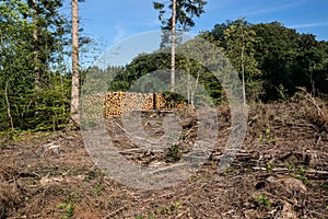 Logging area