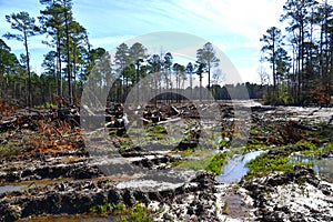 Logging area, pIney woods, Texas