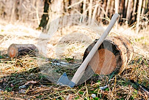 Logging: ax near a felled tree trunk