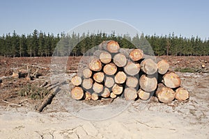 Logging in a forest