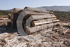 Logging in a forest