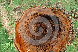 Logging of forest trees photo