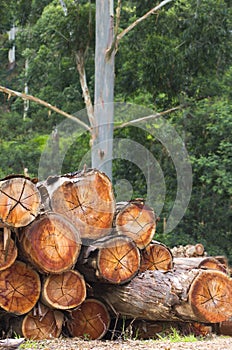 Logging industry