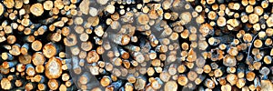 Logging industry. cut trees are stacked. logs before sawing into boards. tree cut panorama