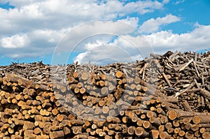 Logging. Industry destructive nature.