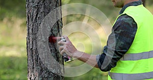 logging industry - forestry engineer marking tree trunk for cutting in deforestation process