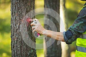 Logging industry - forestry engineer marking tree trunk for cutting in deforestation process