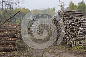 Logging Industry in the Great Lakes