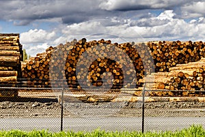 Logging Industry Log Yard