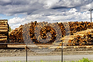 Logging Industry Log Yard