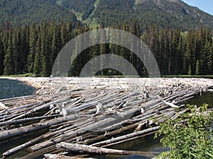 Logging industry picture on Fraser river British Columbis Canada