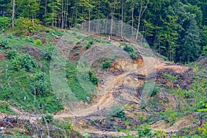 Logging Mountain Road