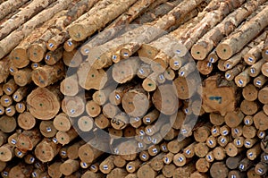 Logging piles07