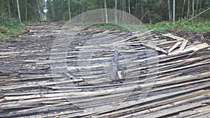 Logging road in a swampy wooded area