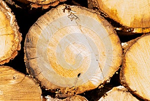 Logging: saw cut wood. Tree trunk with visible age rings.