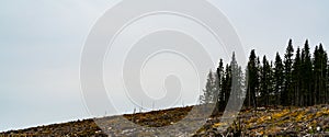 Logging site in the forest