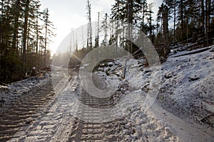 Logging site in the winter taiga. Timber road at the logging site