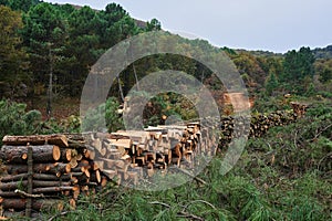 Logging. Stack of cut woods in a forest