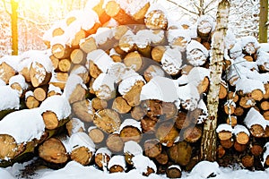 Logging stack in the forest during the winter