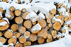 Logging stack in the forest during the winter