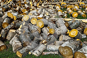 Logging and storage of firewood
