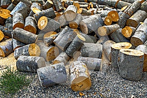 Logging and storage of firewood