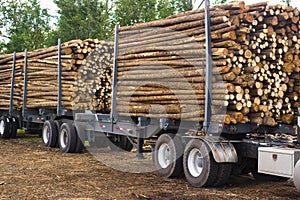 Logging truck