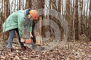 Logging, Worker in a protective suit with a chainsaw sawing wood. Cutting down trees, forest destruction. The concept of