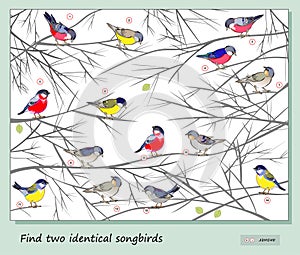 Logic puzzle game for children and adults. Find two identical songbirds. Page for kids brain teaser book. Memory exercises for