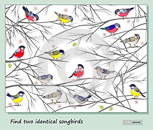 Logic puzzle game for children and adults. Find two identical songbirds. Page for kids brain teaser book. Memory exercises for photo