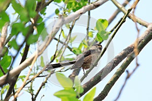 Logn-tailed tit