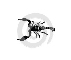 Scorpion silhouette on isolated on white background.illustration eps photo