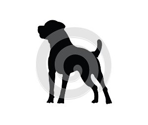 Black dog vector silhouette on white background photo