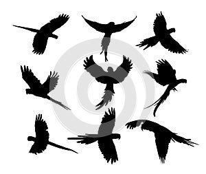Set of parrot Silhouettes on isolated background