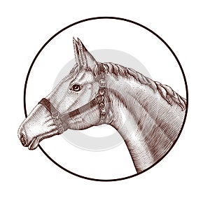 Logo of horse head in circle hand draw vintage engraving style isolated on white background, Horse farm logo concept