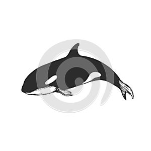 Logo of killer whale, flat orca for poster or icon