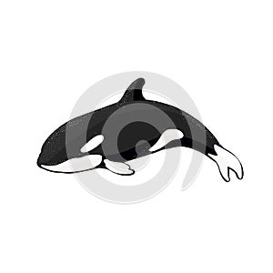 Logo of killer whale, flat orca for poster or icon