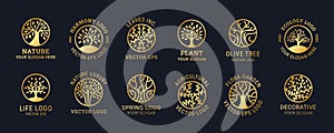 Logo tree. Golden tree collection, round oak, organic water drop, modern oil, leaf logotype, nature garden symbol, bloom