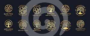 Logo tree. Life, oak circle icon, line olive nature symbol, botanic branch and leaves, eco sign. Emblem or badge golden