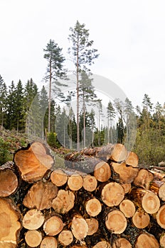 Logpile in a bright coniferous forest