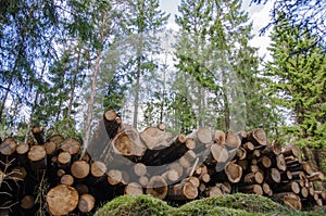 Logpile in the forest