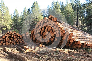 Logpile in the National Forest