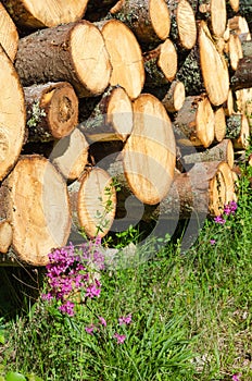 Logpile with purple flowers