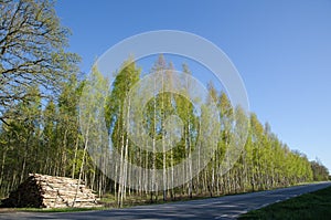 Logpile at roadside