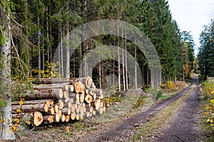 Logpile by roadside in fall season