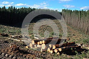 Logs photo