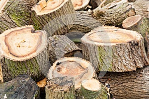 Logs
