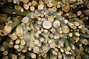 Logs