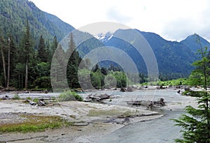 Logs at a bank of Baker River in North Cascades